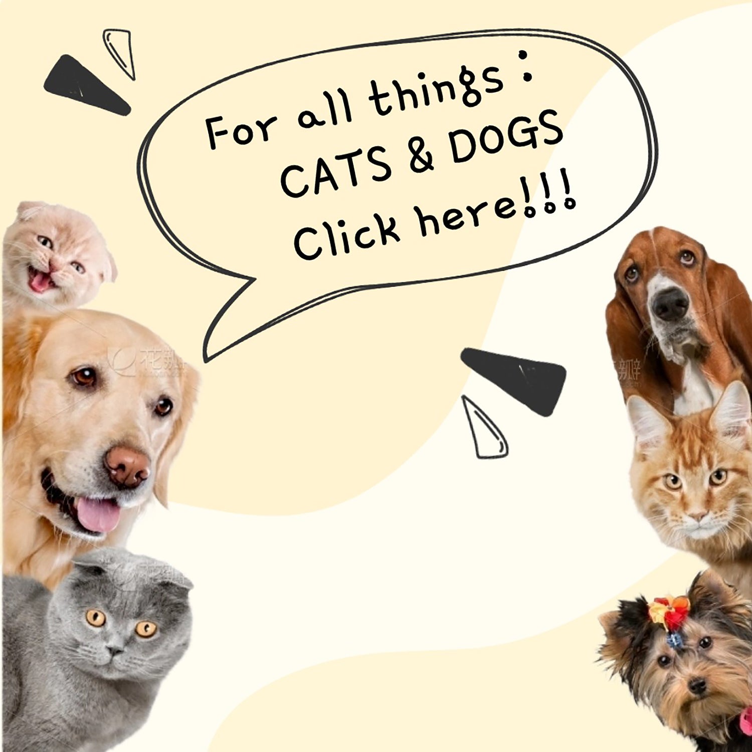 for all things: cats & dogs click here!