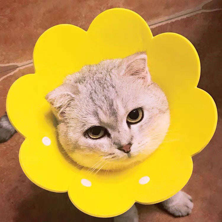 Migrino 3Pcs Cat Collar Elizabethan Anti-licking Headgear